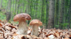 Cueillette des champignons