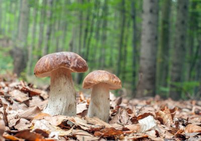 Cueillette des champignons